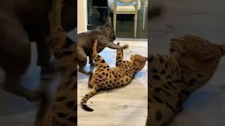 French Bulldog vs F1 Savannah Cat Wrestling Match!!!