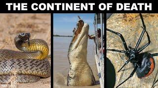 6 Most Dangerous Animals In Australia