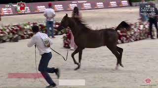 N.221 S U DON SANTOS - Emirates AH Breeders Championship 2023 - Yearling Colts Section B (Class 4B)