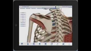 Using Visible Body's Human Anatomy Atlas for iPad/iPhone to teach shoulder anatomy