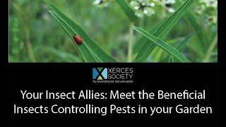 Your Insect Allies: Meet the Beneficial Insects Controlling Pests in your Garden