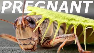 Pregnant Locust vs Venus Flytrap