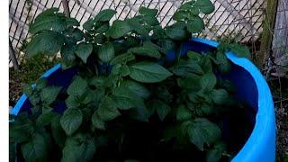 PAPA Texas Vlog, and Garden Update!