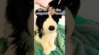person who did it first- @𝐓𝐡𝐨𝐬𝐞𝐇𝐞𝐥𝐩𝐢𝐧𝐠𝐏𝐮𝐩𝐬  || #essa #youtubeshorts #stuffedanimal #bestofmilo