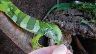 Полосатая фиджийская игуана | Brachylophus fasciatus | Fiji banded iguana