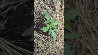 Auto AK - 47 fem (Legalaiz Seeds) | 19 дней | на поле