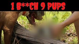 The Tragic Story Of 1 Bi**h 9 Pups | This Video Is Not For The Feint Of Heart (Adam Britton