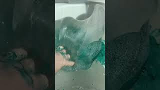 NAME THIS SLIME 