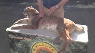 The Siberian Lynx where Mexican Russian comes from