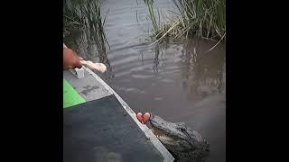 Приручил крокодила  #shorts #crocodile