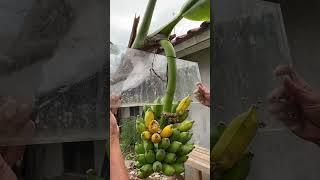 BIRD TRAP USING MIRROR