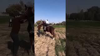 Улетел в космос #tiktok #лошади #horse #ot#shorts