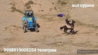 25-noyabr, 2024