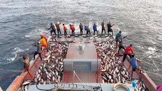 Full video of catching 10 tons of skipjack tuna in 15 minutes 