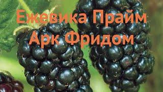 Ежевика обыкновенная Прайм Арк Фридом  обзор: как сажать, саженцы ежевики Прайм Арк Фридом