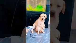 Mother Dog Saves Her Puppy 