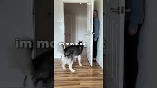 #TinyPets #tiktok #tenten?orir #brasil???? #engra?ado #funny