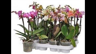 Adaptation of orchids after purchase, for what it is necessary ...