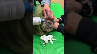 Video of Cat Ear Mites & Ear Infection !