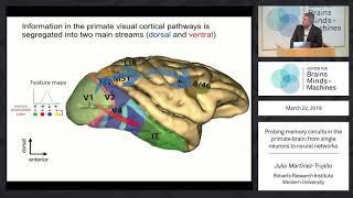 Probing memory circuits in the primate brain: from single neurons to neural networks