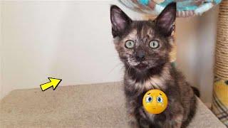 The couple took the kitten from the shelter and a TERRIBLE THING HAPPENED!