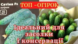 Де можна купити насіння найкращих огірків  @ просто загляніть до магазинів вашого населеного пункту