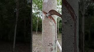 Scrape it thinly to reveal a little bit of latex. #satisfying #nature #like #rubbertapping
