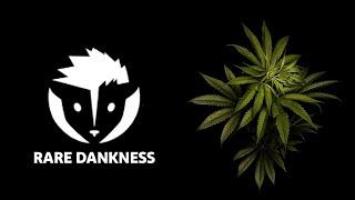 Rare Dankness™: Unveiling the Exquisite World of Coveted Cannabis Genetics