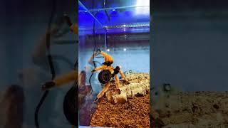 Tarantula vs Madagascar cockroach. Brachypelma boehmei feeding  #tarantula #spider #shorts