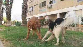 dogue de bordeaux puppy 5 months old