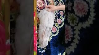 so chubby #rabbit #animal #ugly