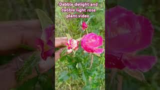 Dabble delight rose plant, dabble light rose plant video Ravi rose plant video