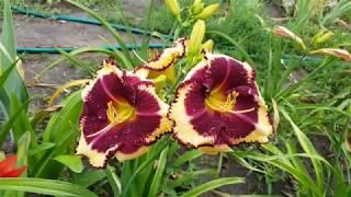 Лилейник Tiger Blood_ Daylily (Hemerocallis 'Tiger Blood')