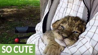 Tiny tiger cub tries to roar