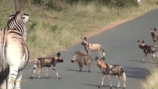 Smart Brave Warthog Outwits Pack of Wild Dogs