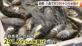 季節ハタハタ漁　岩館・八森で今季最多の290キロ水揚げ　さらなる大漁なるか　秋田・八峰町 (24/12/24 19:00)