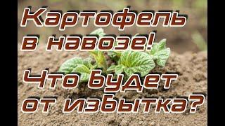 Что будет с картошкой если внести очень много навоза азота