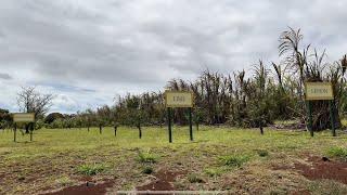 Hawaii Dole Plantation Pineapple Express Full Train Ride