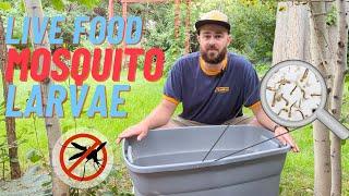 Mosquito Larvae: The Easiest Live DIY Food for Your Fish