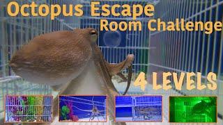 Octopus Escape Room Challenge