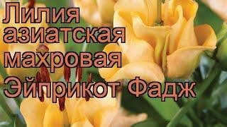 Лилия азиатская махровая Эйприкот Фадж  обзор: как сажать, луковицы лилии Эйприкот Фадж