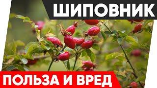 Шиповник - Польза и Вред