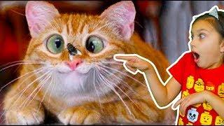 ХРАБРЫЕ КОТЫ))! ЛУЧШИЙ НЕ ЗАСМЕЙСЯ ЧЕЛЛЕНДЖ с КОТАМИ! Funny Cats Попробуй не засмеяться Валеришка