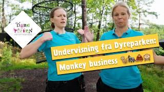 Undervisning fra Dyreparken: MONKEY BUSINESS 