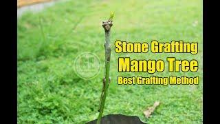 Stone Grafting Method Mango Tree 100% Showing Result