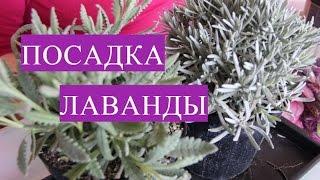 Отличный Способ Посадки Лаванды! Лаванда Черенками.