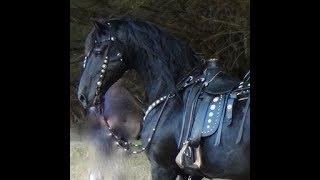 FRIESIAN HORSE - A Documentary about the Amazing Friesian Horse ..