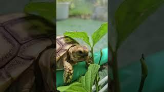 Sol the Tortoise