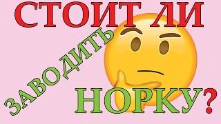 СТОИТ ли заводить норку. Часть 4