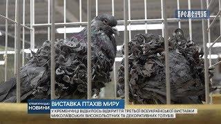 У Кременчуці відбулася ІІІ Всеукраїнська виставка Миколаївських високольотних і декоративних голубів